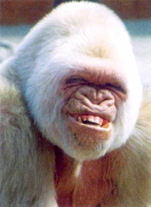mon singe